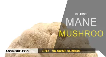 Lion's Mane Mushroom: A Natural Nootropic?