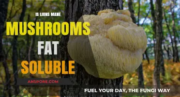 Lion's Mane Mushroom: Unlocking Fat-Soluble Benefits for Brain Health