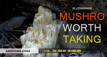 Lions Mane Mushroom: Is It Worth the Hype?