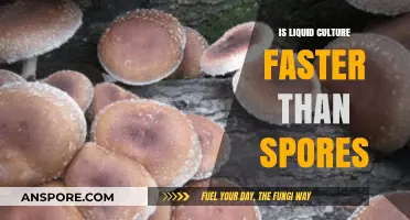 Liquid Culture vs. Spores: Which Grows Mushrooms Faster?