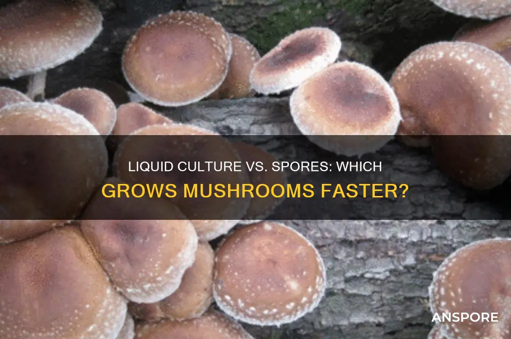 is liquid culture faster than spores