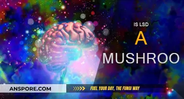 Psychedelics: Are LSD and Mushrooms the Same?
