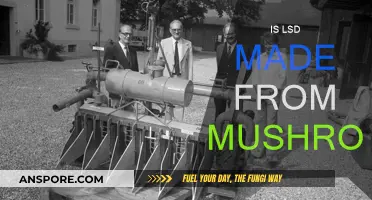 LSD and Mushrooms: What's the Connection?