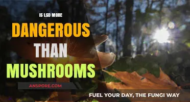 LSD vs. Mushrooms: Comparing Risks and Safety Profiles