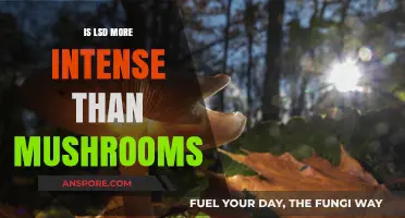 LSD vs. Mushrooms: Comparing Intensity, Effects, and Experiences