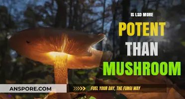 LSD vs. Mushrooms: Comparing Potency, Effects, and Safety