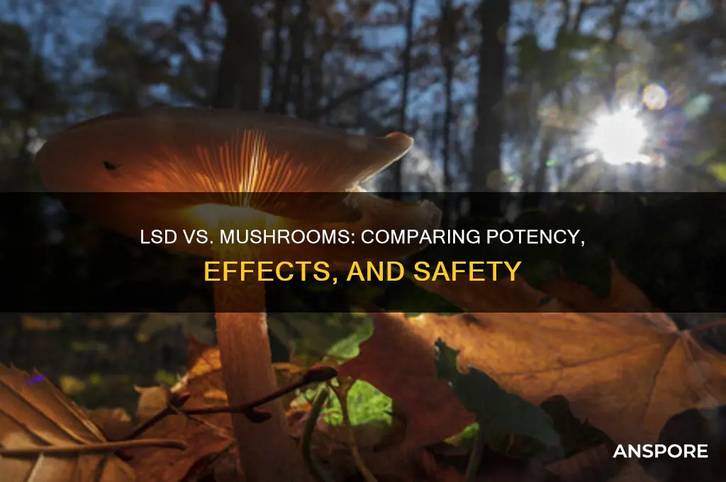 is lsd more potent than mushrooms