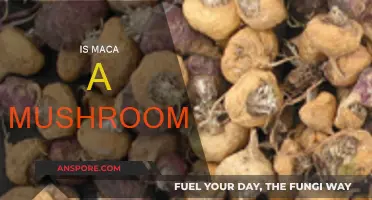 Maca and Mushrooms: What's the Difference?