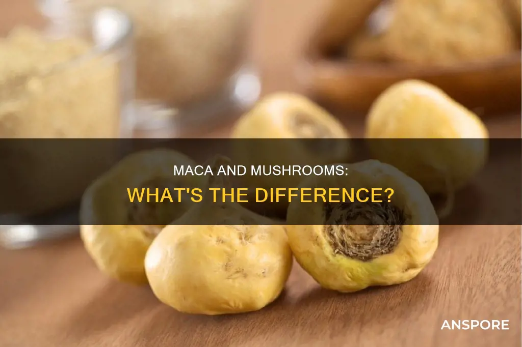 is maca a mushroom