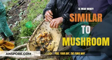 Exploring Mad Honey's Psychedelic Effects: Similarities to Magic Mushrooms