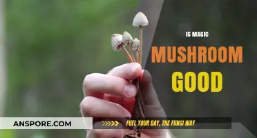 Exploring the Benefits and Risks of Magic Mushrooms: Are They Good?