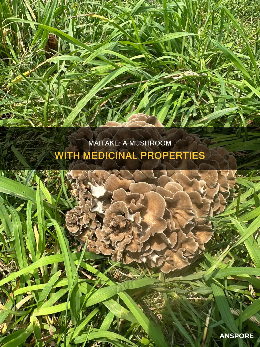 is maitake a mushroom