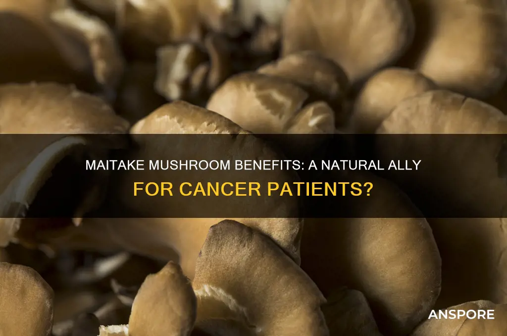 is maitake mushroom good for cancer patients