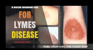 Maitake Mushroom Benefits: A Natural Ally Against Lyme Disease?