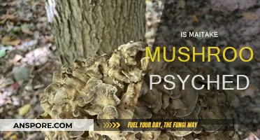 Maitake Mushrooms: Are They Psychedelic?