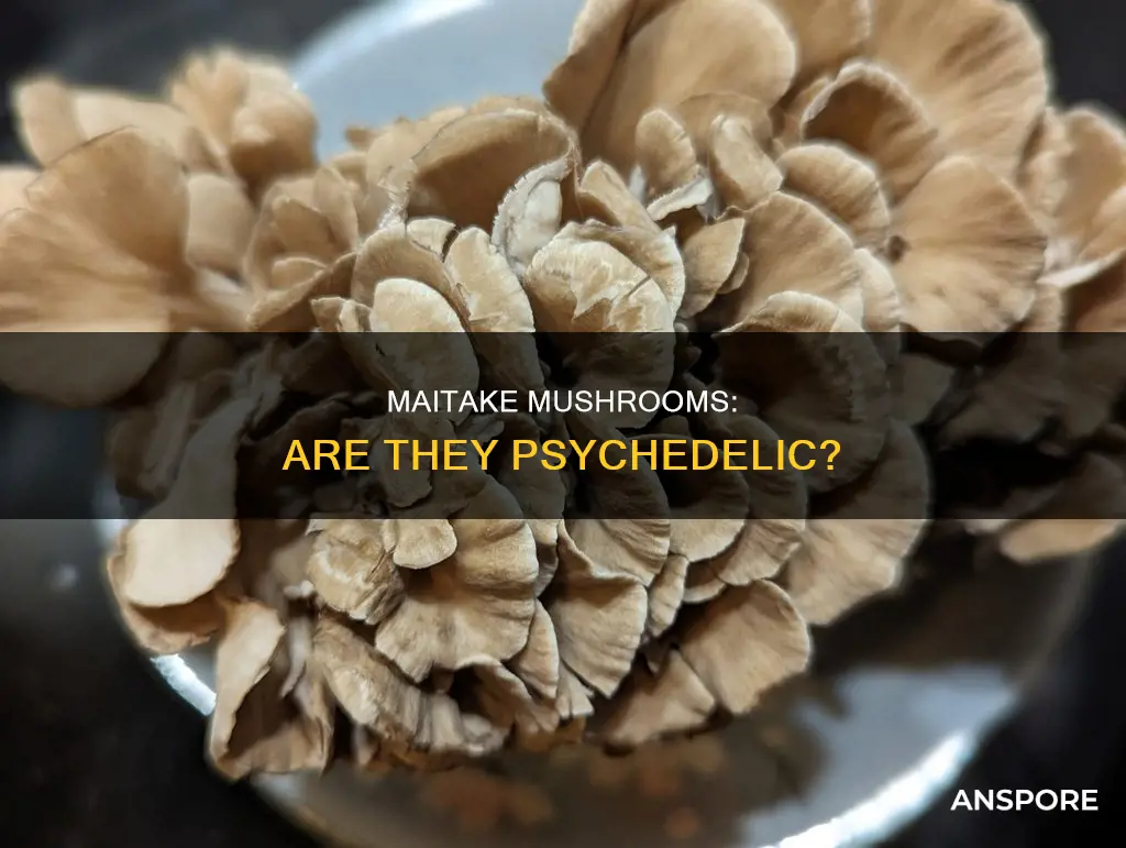 is maitake mushroom psychedelic
