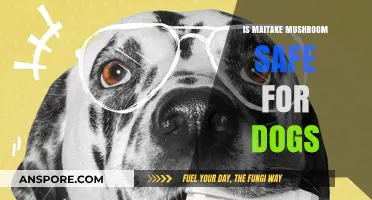Is Maitake Mushroom Safe for Dogs? A Comprehensive Guide