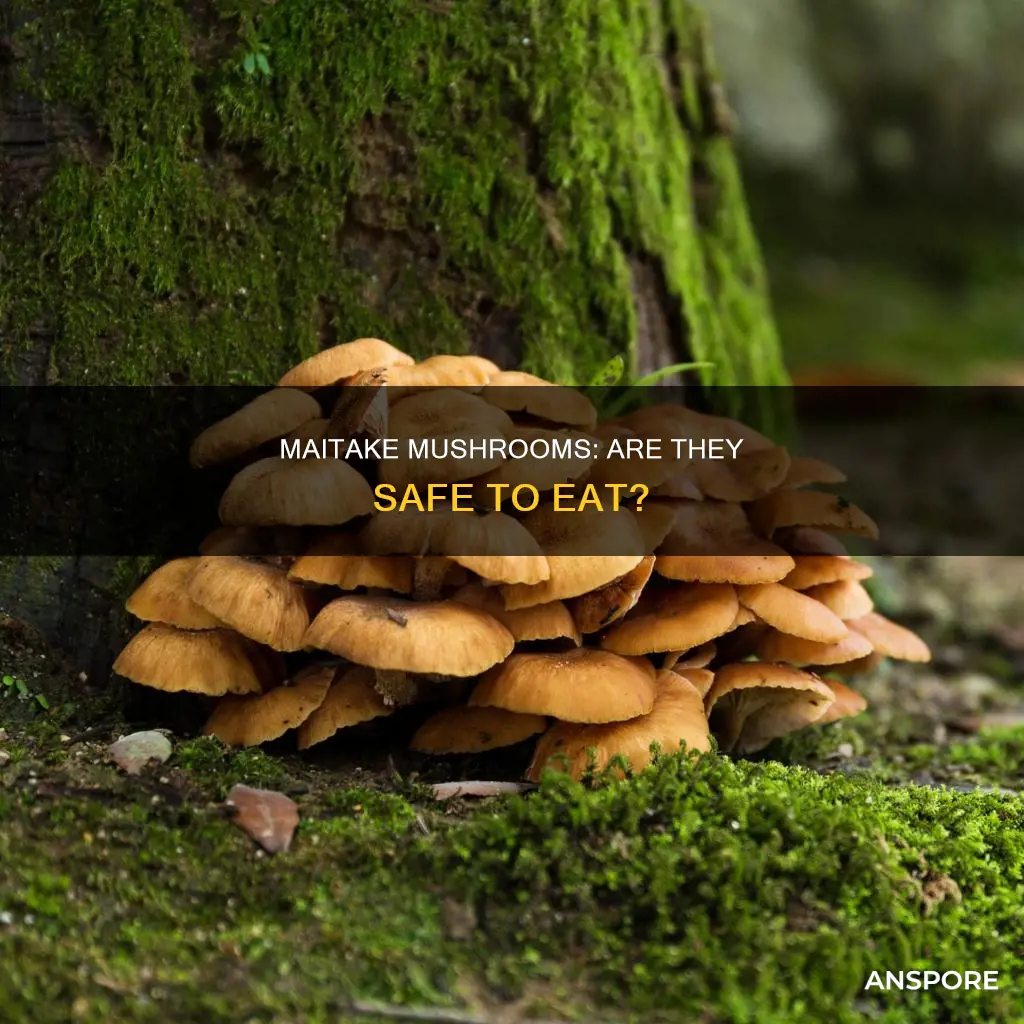 is maitake mushroom safe