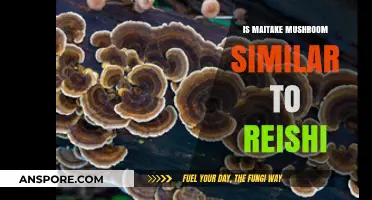 Maitake vs. Reishi: Comparing Benefits, Uses, and Differences
