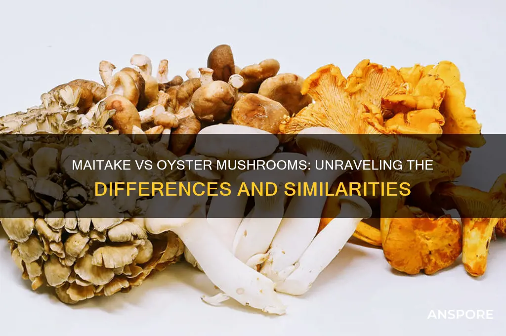 is maitake same as oyster mushroom