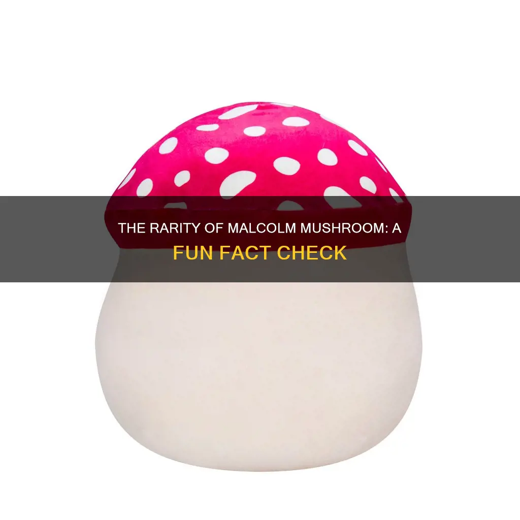 is malcolm the mushroom rare