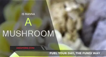 Manna's Mystery: Mushroom or Miracle?