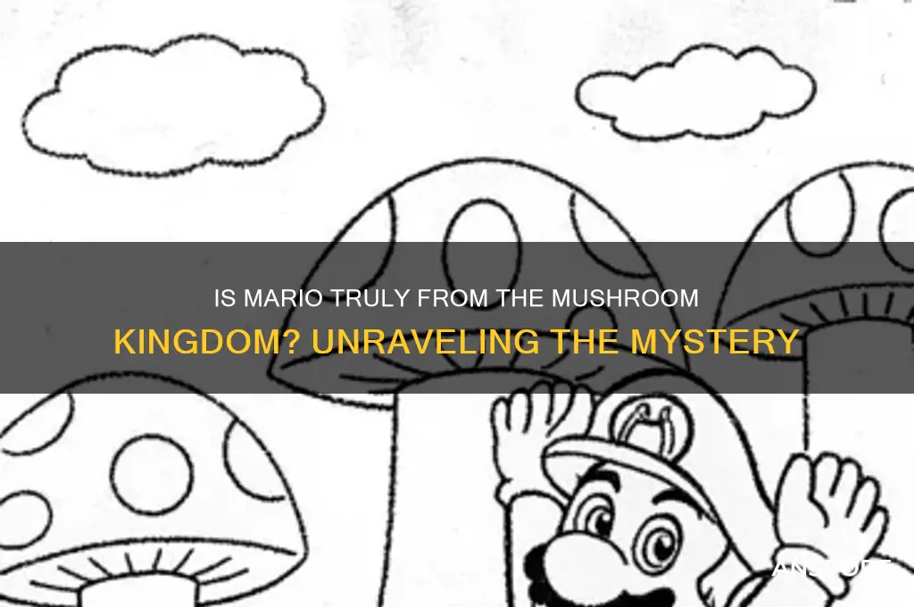 is mario from the mushroom kingdom