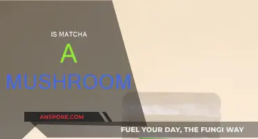 Matcha and Mushrooms: What's the Deal?