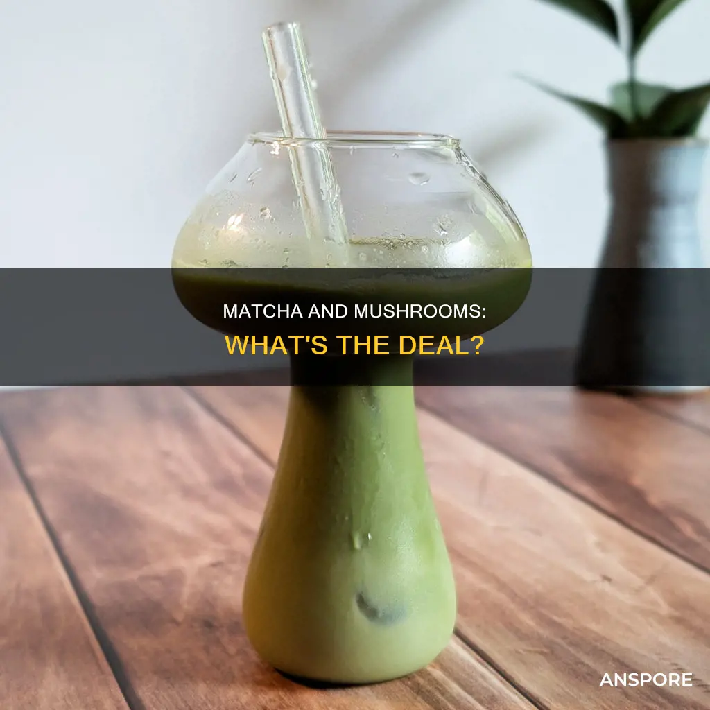 is matcha a mushroom