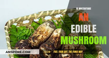 Is Matsutake Edible? Exploring the Culinary Potential of This Rare Mushroom