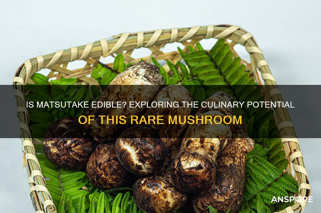 is matsutake an edible mushroom