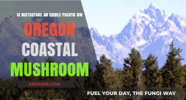Is Matsutake Edible? Exploring Oregon's Coastal Pacific NW Mushroom