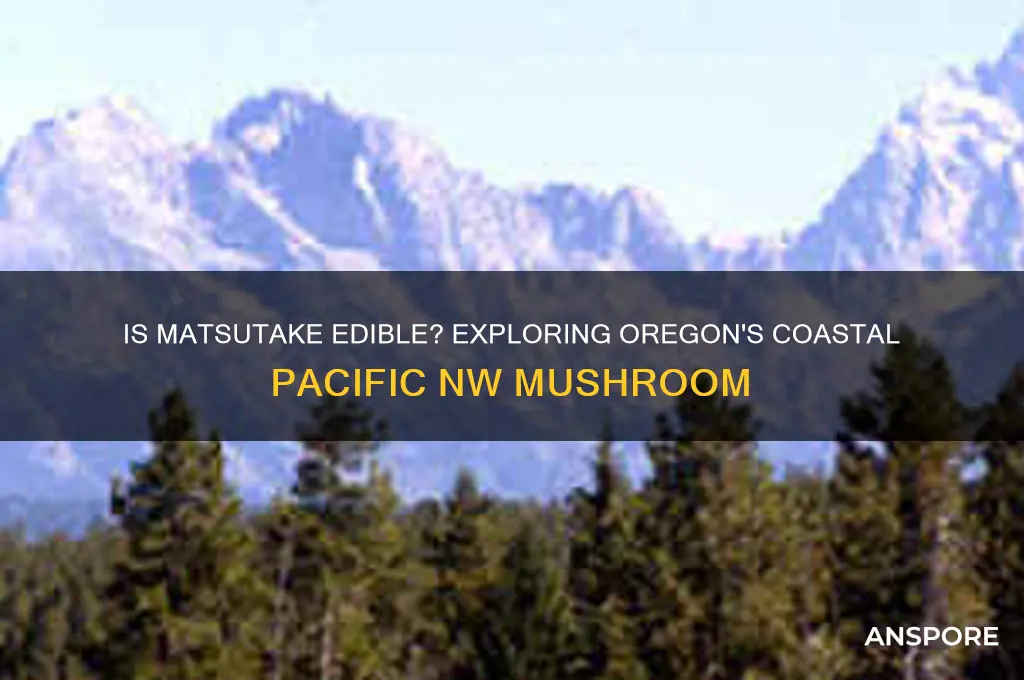 is matsutake an edible pacific nw oregon coastal mushroom