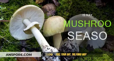 Mushroom Hunting: Best in May