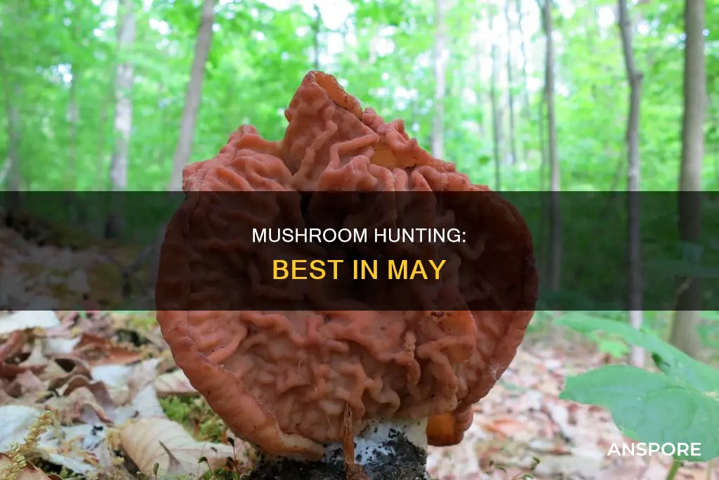 is may mushroom season