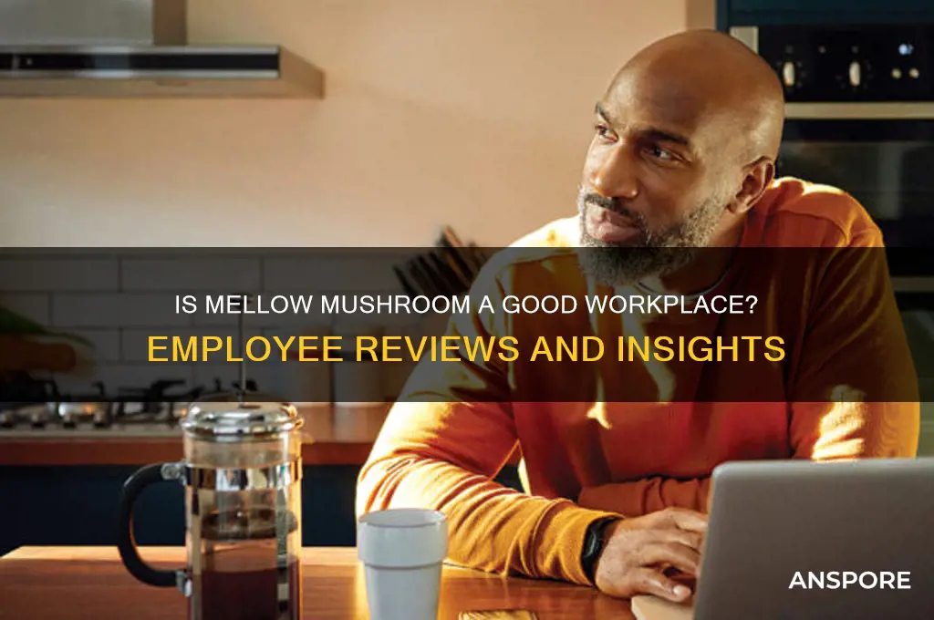 is mellow mushroom a good place to work
