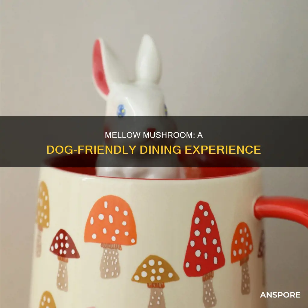 is mellow mushroom dog friendly