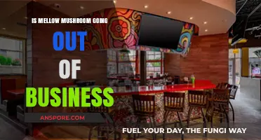 Is Mellow Mushroom Closing? Analyzing the Chain's Financial Struggles