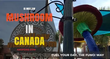 Is Mellow Mushroom in Canada? Exploring the Pizza Chain's Presence