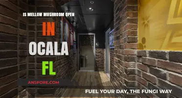 Is Mellow Mushroom Open in Ocala, FL? Find Out Here!