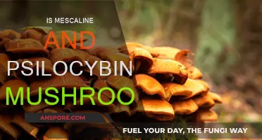 Exploring Mescaline and Psilocybin Mushrooms: A Journey Within