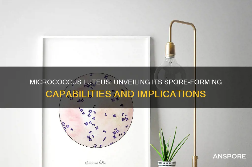 is micrococcus luteus spore forming