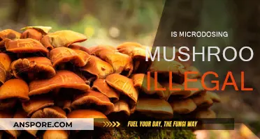 Microdosing Mushrooms: Legal or Not?