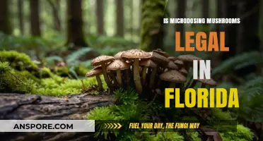 Is Microdosing Mushrooms Legal in Florida? What You Need to Know