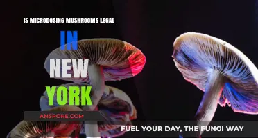 Is Microdosing Mushrooms Legal in New York? What You Need to Know