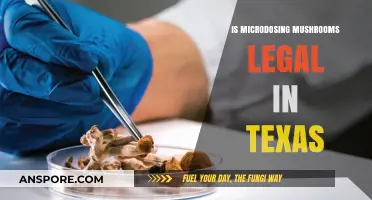 Microdosing Mushrooms in Texas: Legal Status and Potential Risks