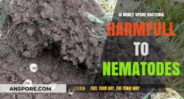 Is Milky Spore Bacteria Harmful to Nematodes? Exploring the Impact