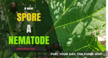 Is Milky Spore a Nematode? Unraveling the Truth Behind This Myth