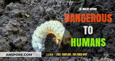 Is Milky Spore Safe? Human Health Risks Explained