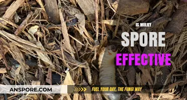 Is Milky Spore Effective for Grub Control in Lawns?